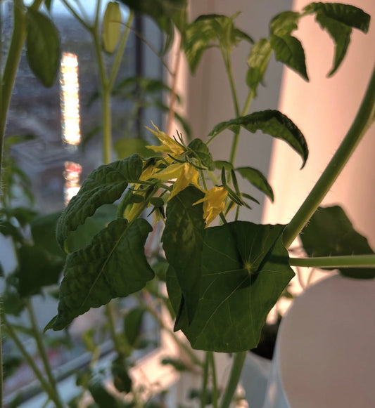 Growing Indoors? Your Complete Grow Light Guide