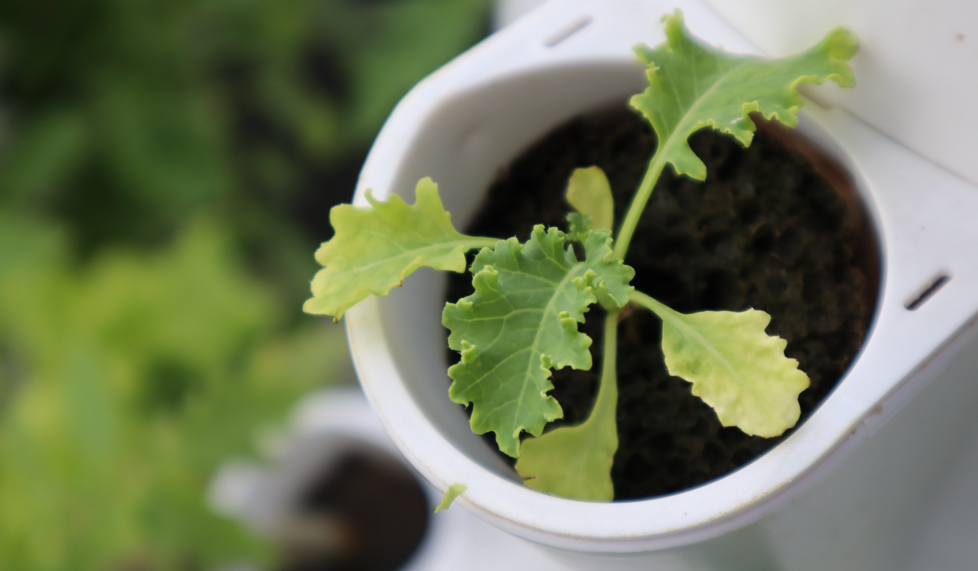 Maximize Your Condo Patio: Best Fall Crops for Your Stack & Sprout Sys