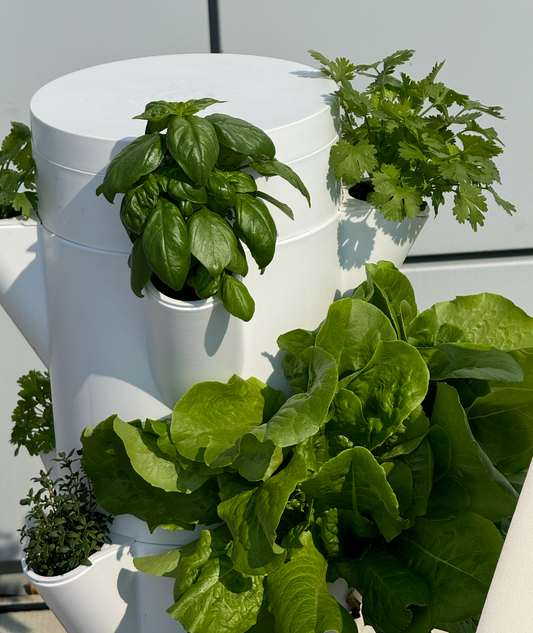 Hydroponics and Nutrition: The Benefits of Fresh Greens with Stack & Sprout