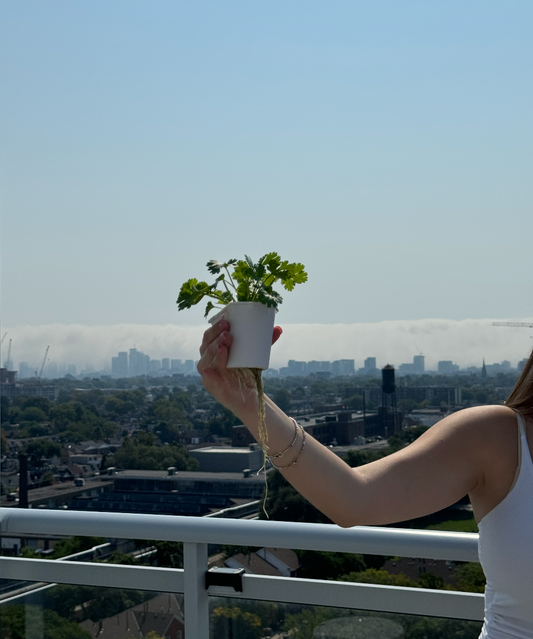 Hydroponics and Mental Health: The Therapeutic Benefits of Gardening